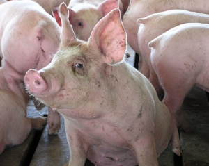 Німеччина стала п&#039;ятою країною, яка заборонила ввезення свинини з України