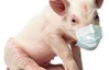 В Бразилии проснулся свиной грипп: 3 человека умерли, 67 заболели