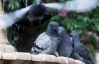 Чиновник запропонував годувати школярів голубами і пішов у відставку