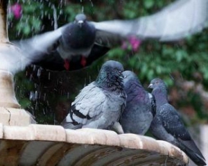 Чиновник запропонував годувати школярів голубами і пішов у відставку