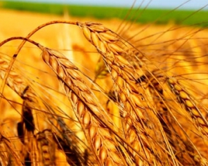 Американцы повысили прогноз урожая пшеницы в Украине