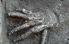 В Египте археологи обнаружили кладбище отрубленных рук