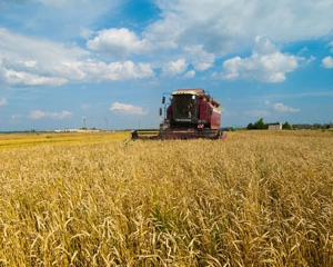 Украина к 14 августа намолотила более 25 миллионов тонн зерна