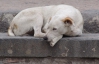 Ахметов подарил Донецку "скорую помощь" для бездомных животных