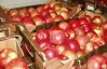 50 тысяч гривен можно заработать на заготовке яблок