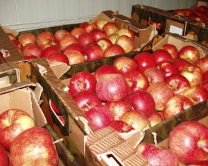 50 тисяч гривень можна заробити на заготівлі яблук