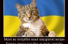 "Кіт — це українець у спортивному костюмі"
