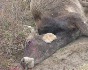 У Запорізькій області виявили сибірську язву