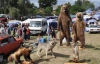 У Сорочинцях опудала ведмедів продавали по 20 тис грн