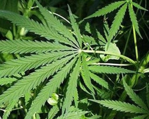 Заключенные вырастили на территории тюрьмы плантацию марихуаны
