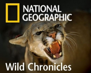 В Украине приостановили трансляцию National Geographic channel из-за рекламы алкоголя