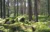 В Карелии нашли 6-х украинцев, заблудившихся в лесу