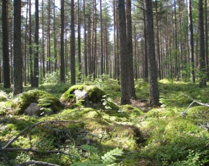 У Карелії знайшли 6-х українців, які заблукали в лісі