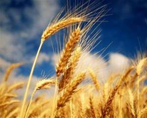 Украина вдвое увеличила экспорт пшеницы