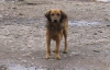 Унікальний випадок на Запоріжжі: через сибірку здохла собака