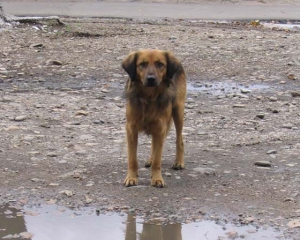 Унікальний випадок на Запоріжжі: через сибірку здохла собака