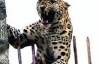 В Індії леопард застряг в огорожі фабрики