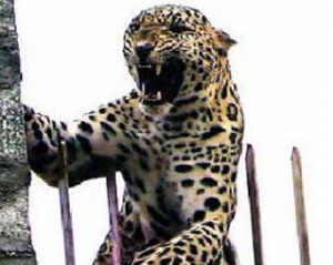 В Индии леопард застрял в ограде фабрики