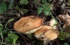 Искать грибы лучше  с северной и западной стороны дерева
