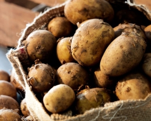 В сентябре картофель будет стоить 2-2,5 гривны - эксперт