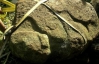 Знайшли скульптуру ягуара віком 2 тисячі років