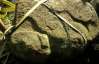Знайшли скульптуру ягуара віком 2 тисячі років