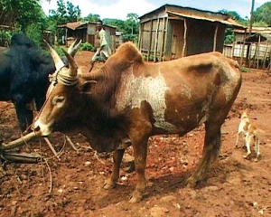 Мадагаскарцы линчевали несколько десятков похитителей скота