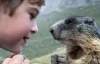 Восьмилетний мальчик подружился с дикими альпийскими сурками