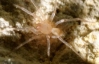 Павуки зупинили багатомільйонне будівництво в Техасі