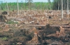 Столична прокуратура "завалила" суд позовами щодо забудови Біличанського лісу