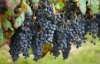 В Винницкой области 5-летняя девочка умерла, отведав винограда