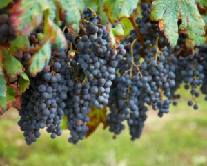На Вінниччині 5-річна дівчинка померла, скуштувавши винограду