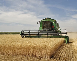 Украина намолотила уже 32,7 миллиона тонн зерна