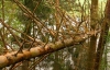 В Черкасской области срезанное дерево раздавило пятилетнюю девочку