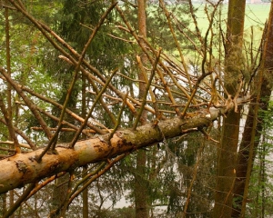 В Черкасской области срезанное дерево раздавило пятилетнюю девочку