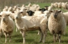 В Голландии разыскивают банду похитителей овец