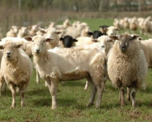 В Голландії розшукують банду викрадачів овець