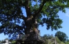 Определили пять старейших деревьев Украины
