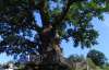 Определили пять старейших деревьев Украины