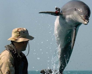Украинский ВМФ пополнится боевыми дельфинами