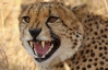 В Росії на дитину напав цирковий гепард