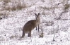 Австралию засыпало снегом впервые за 40 лет