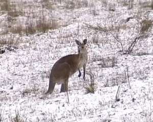 Австралию засыпало снегом впервые за 40 лет