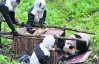 Китайцы выпустили в дикую природу гигантскую панду
