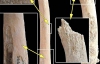 Кістки сказали багато: антропологи дослідили меню давніх людей