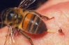 Ровенский школьник умер от укуса пчелы