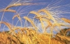 Україна продала за кордон 7,7 мільйона тонн зерна