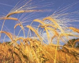 Украина продала за границу 7,7 миллиона тонн зерна