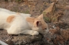 Кошка обнаружила римские катакомбы