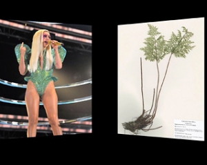 Вчені назвали новий вид папороті на честь Леді Гага